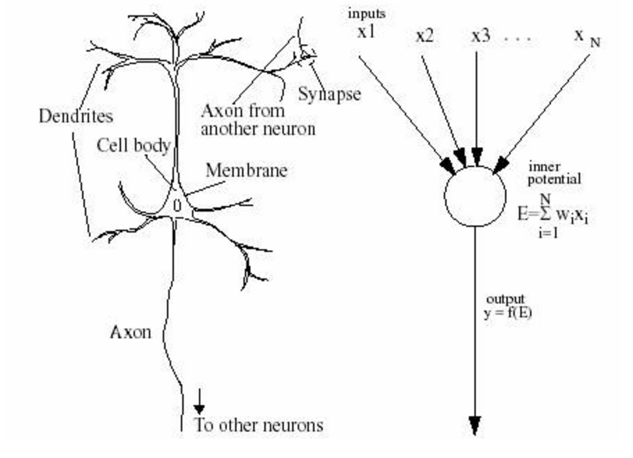 neurons